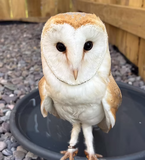 Birds of Prey - Barn Owl