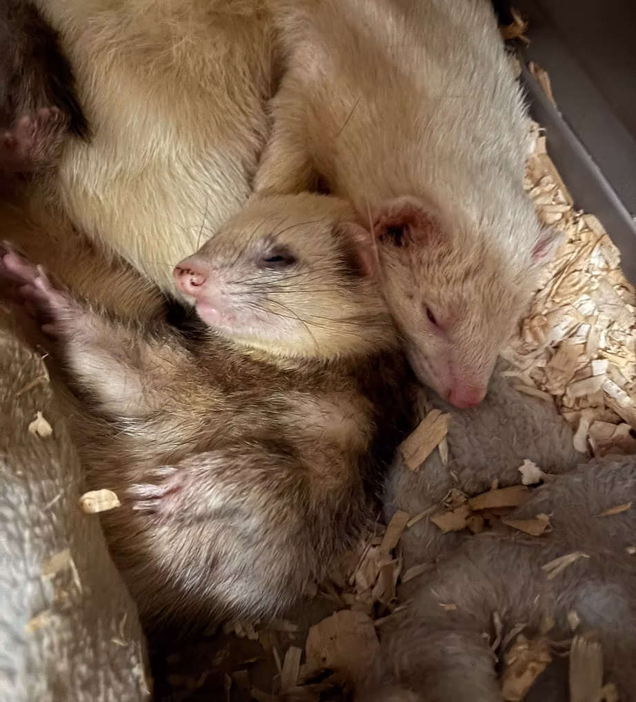 Ferret Family
